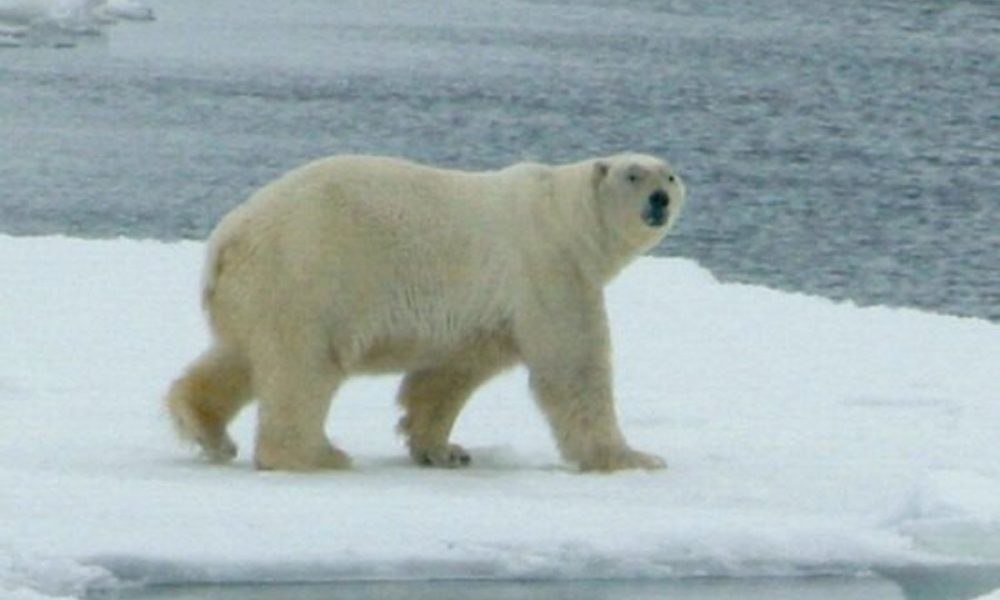 Kanadski polarni medvjedi umiru u velikom broju